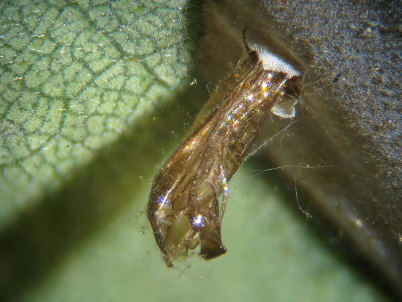 Phyllonorycter robiniellus